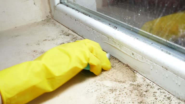 Why You Should Choose Our Mold Remediation Services in Great Falls, SC